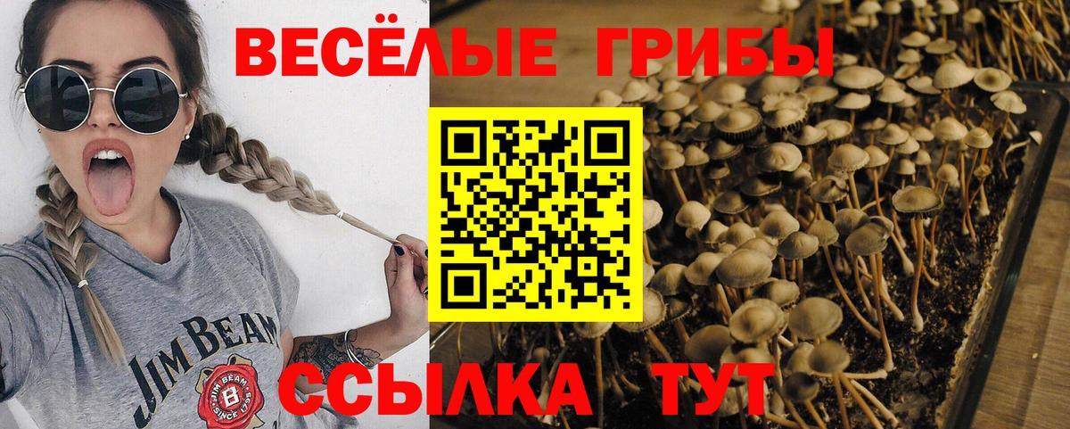 Псилоцибиновые грибы Psilocybine cubensis Кызыл